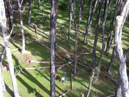 cut down tree